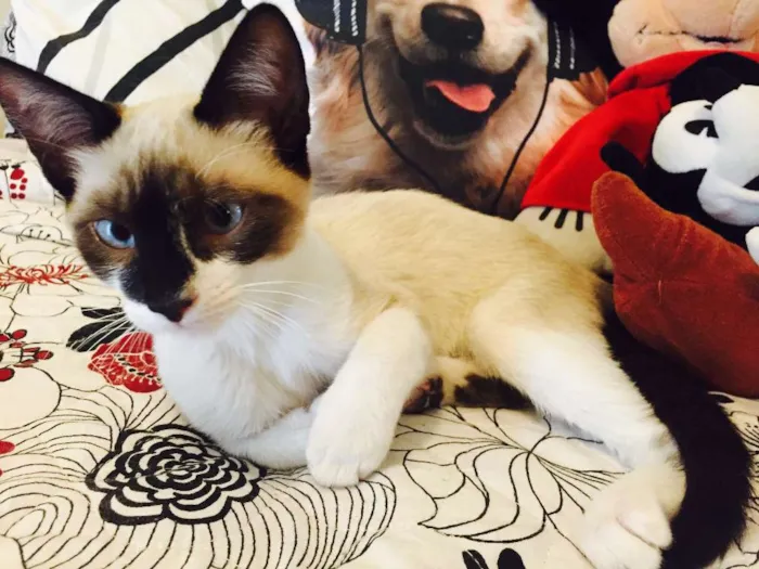 Gato ra a SRD idade 2 a 6 meses nome João e Maria