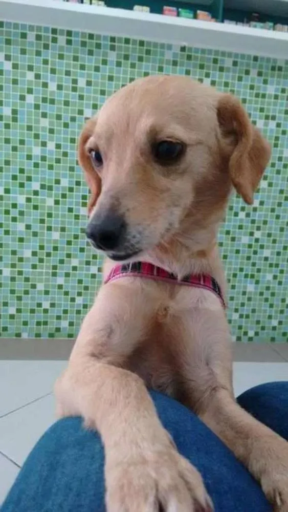 Cachorro ra a SRD idade 2 anos nome Nina