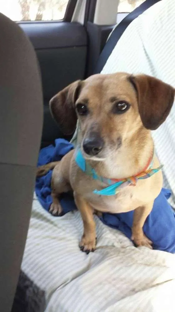 Cachorro ra a mix de basset idade 3 anos nome Ringo