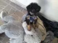 Simba