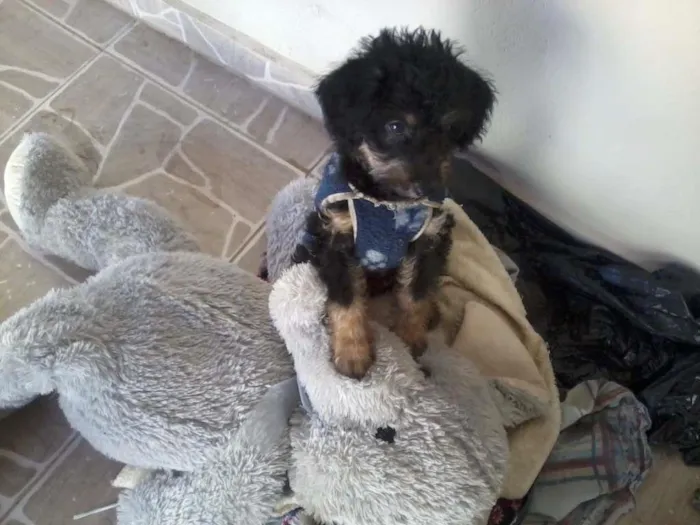 Cachorro ra a Poodle idade 2 a 6 meses nome Simba