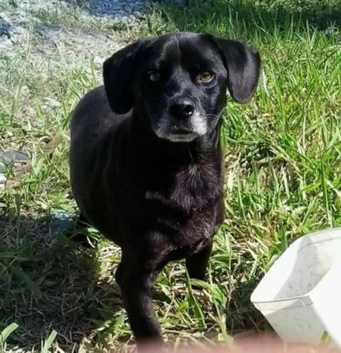 Cachorro ra a SRD idade 3 anos nome PRETINHO