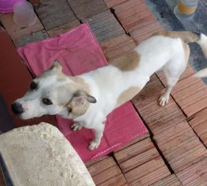 Cachorro raça Sem raça definida idade 2 anos nome Totó