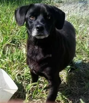 Cachorro raça SRD idade 3 anos nome PRETINHO