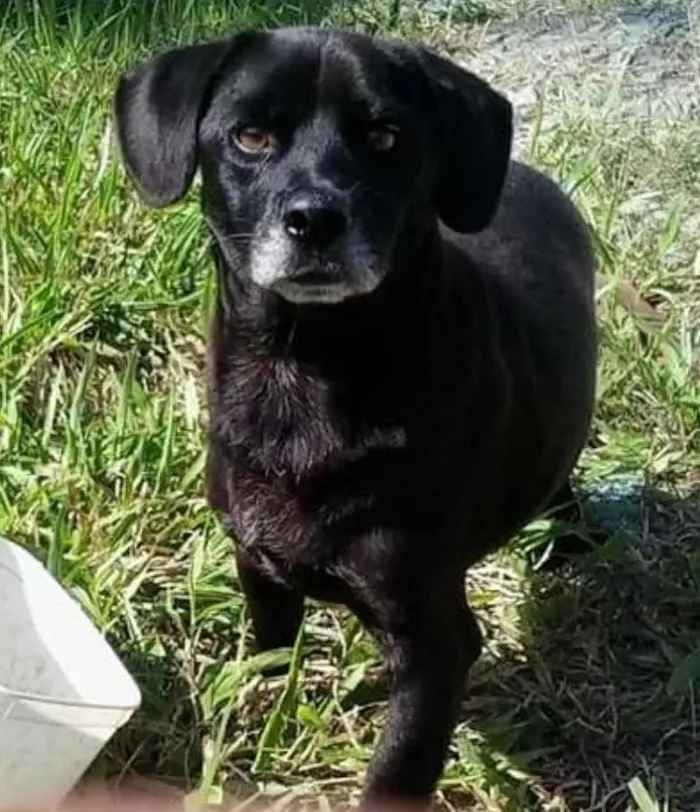 Cachorro ra a SRD idade 3 anos nome PRETINHO