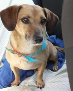 Cachorro raça mix de basset idade 3 anos nome Ringo