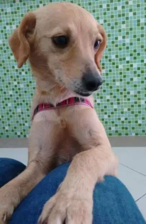 Cachorro raça SRD idade 2 anos nome Nina