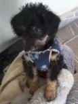 Simba