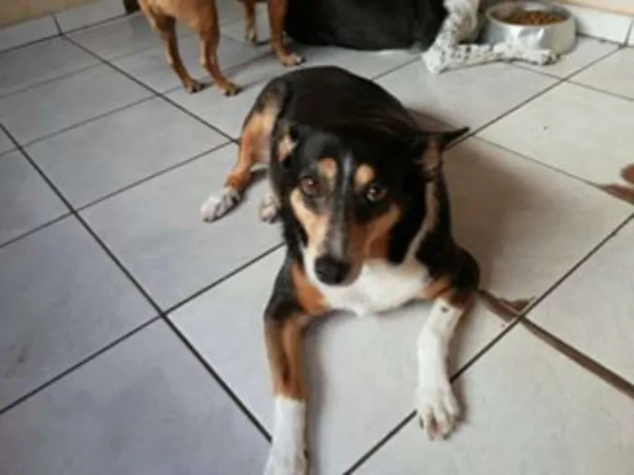 Cachorro ra a SRD idade 6 ou mais anos nome Loba