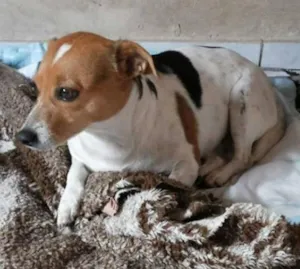 Cachorro raça SRD idade 6 ou mais anos nome Docinha