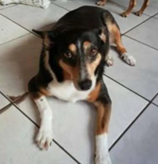 Cachorro ra a SRD idade 6 ou mais anos nome Loba