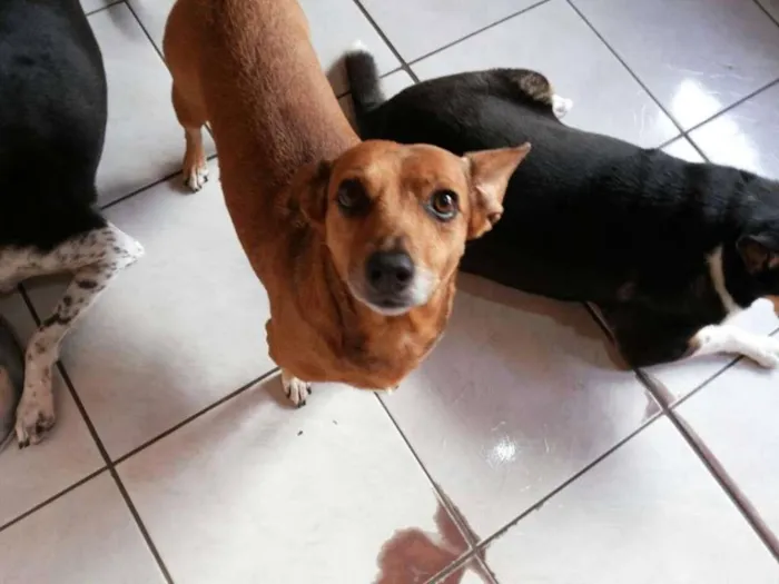 Cachorro ra a SRD idade 6 ou mais anos nome Pequena