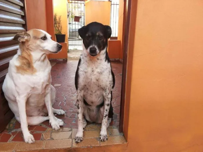 Cachorro ra a SRD idade 5 anos nome Bela e Peter