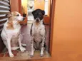 Bela e Peter