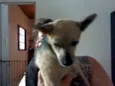 VELHINHO