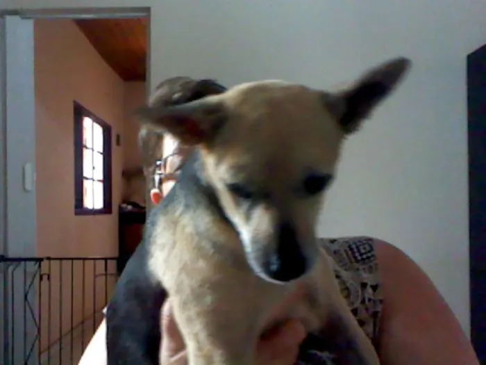 Cachorro ra a SRD idade 6 ou mais anos nome VELHINHO
