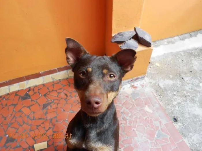 Cachorro ra a SRD idade 4 anos nome DUDA