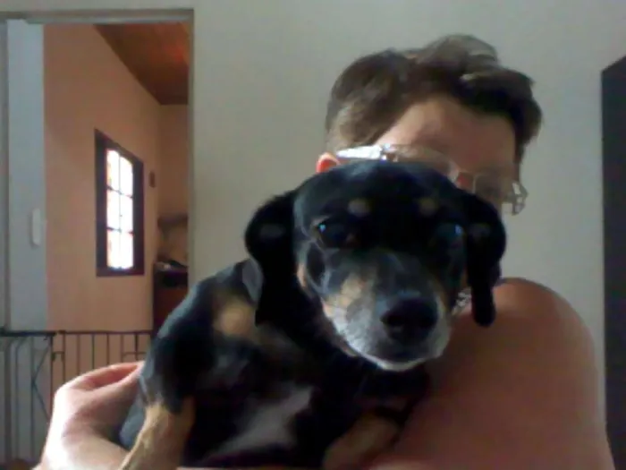 Cachorro ra a SRD idade 4 anos nome SALSICHA