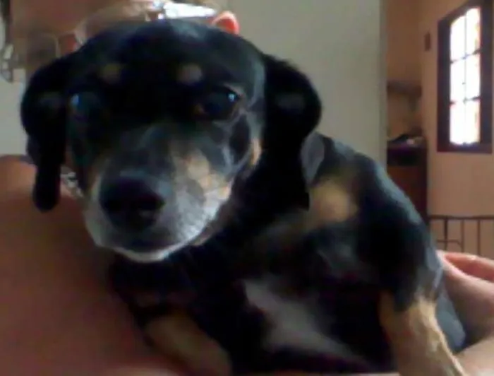 Cachorro ra a SRD idade 4 anos nome SALSICHA