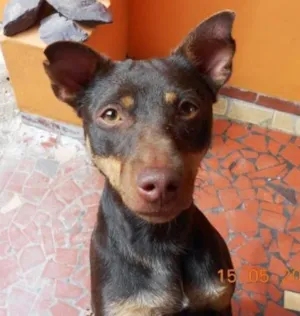 Cachorro raça SRD idade 4 anos nome DUDA