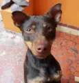 DUDA