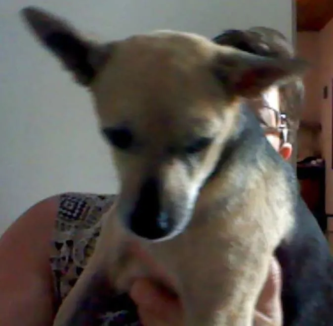 Cachorro ra a SRD idade 6 ou mais anos nome VELHINHO