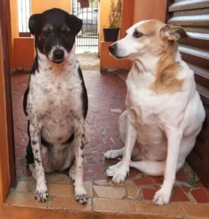 Cachorro raça SRD idade 5 anos nome Bela e Peter