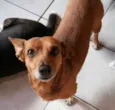 Pequena