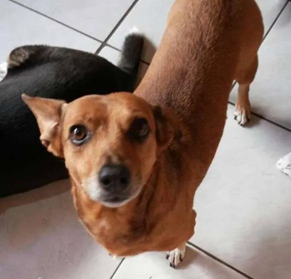 Cachorro ra a SRD idade 6 ou mais anos nome Pequena