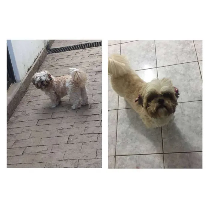 Cachorro ra a Shitzu idade 2 a 6 meses nome Doly GRATIFICA