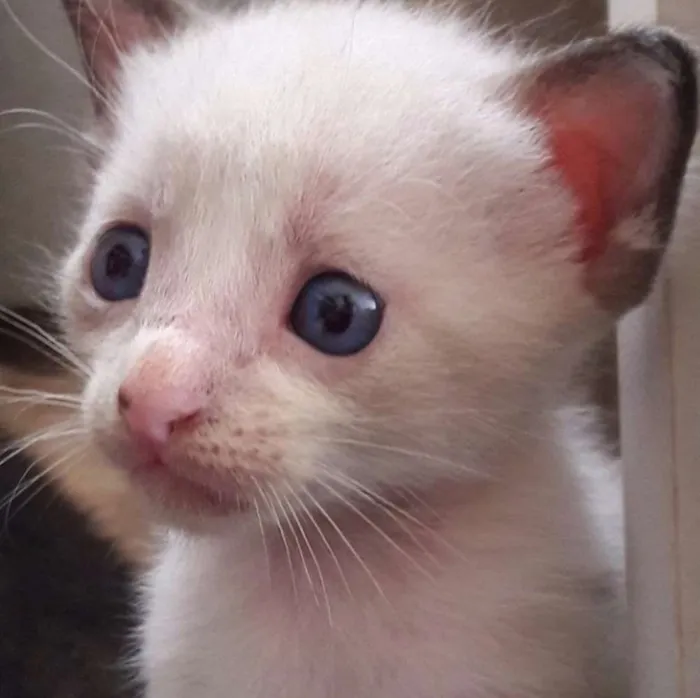 Gato raça siamês  idade 2 a 6 meses nome sem nome