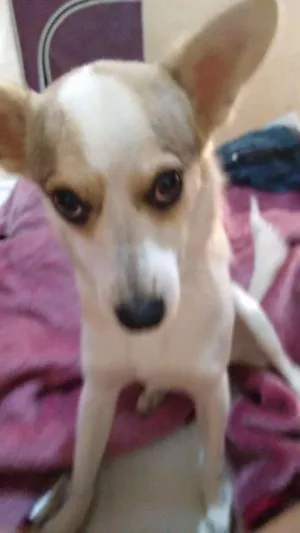 Cachorro raça SRD idade 7 a 11 meses nome Luluzinha