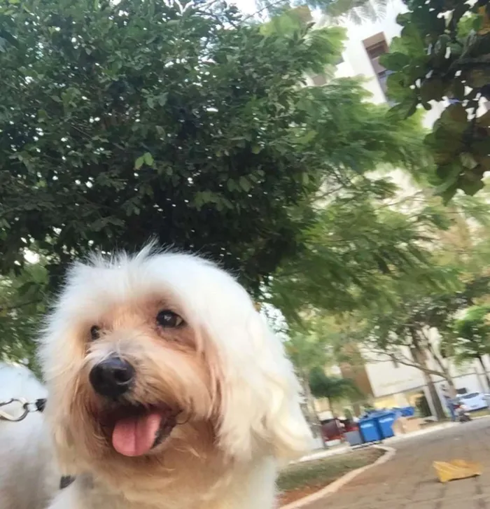Cachorro ra a Maltês idade 6 ou mais anos nome Scott