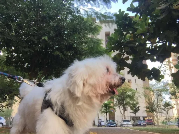 Cachorro ra a Maltês idade 6 ou mais anos nome Scott