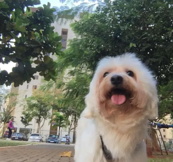 Cachorro ra a Maltês idade 6 ou mais anos nome Scott