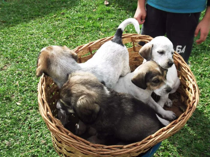 Cachorro ra a Cocker idade Abaixo de 2 meses nome linda