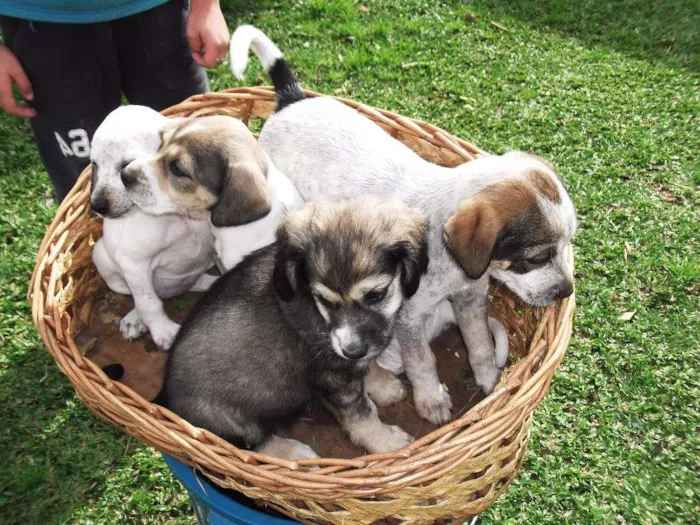 Cachorro ra a Cocker idade Abaixo de 2 meses nome linda