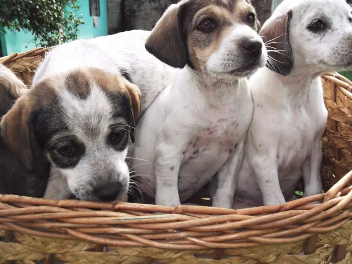 Cachorro ra a Cocker idade Abaixo de 2 meses nome linda