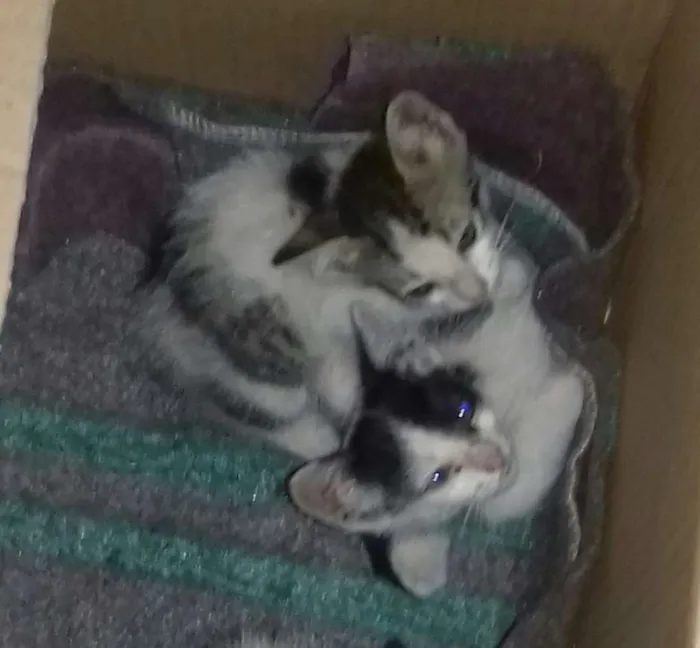Gato ra a não sei idade Abaixo de 2 meses nome não tem
