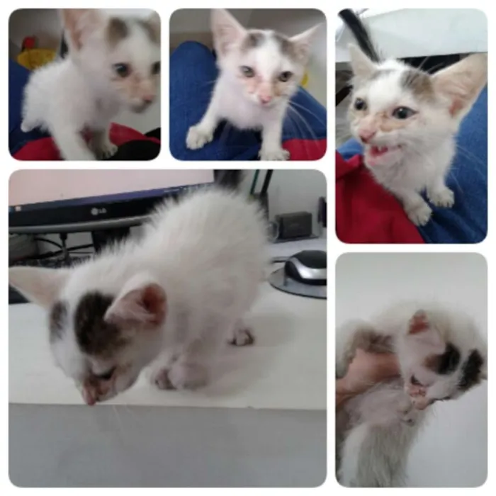Gato ra a indefinida idade Abaixo de 2 meses nome LILI