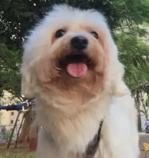 Cachorro raça Maltês idade 6 ou mais anos nome Scott