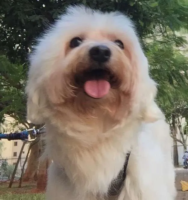 Cachorro ra a Maltês idade 6 ou mais anos nome Scott