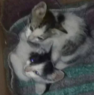 Gato raça não sei idade Abaixo de 2 meses nome não tem