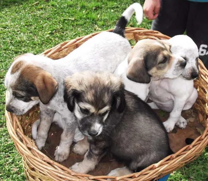 Cachorro ra a Cocker idade Abaixo de 2 meses nome linda