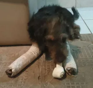 Cachorro raça viralata idade 7 a 11 meses nome Pê de pano