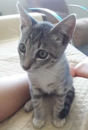 Gato raça siamês  idade 2 a 6 meses nome sem nome