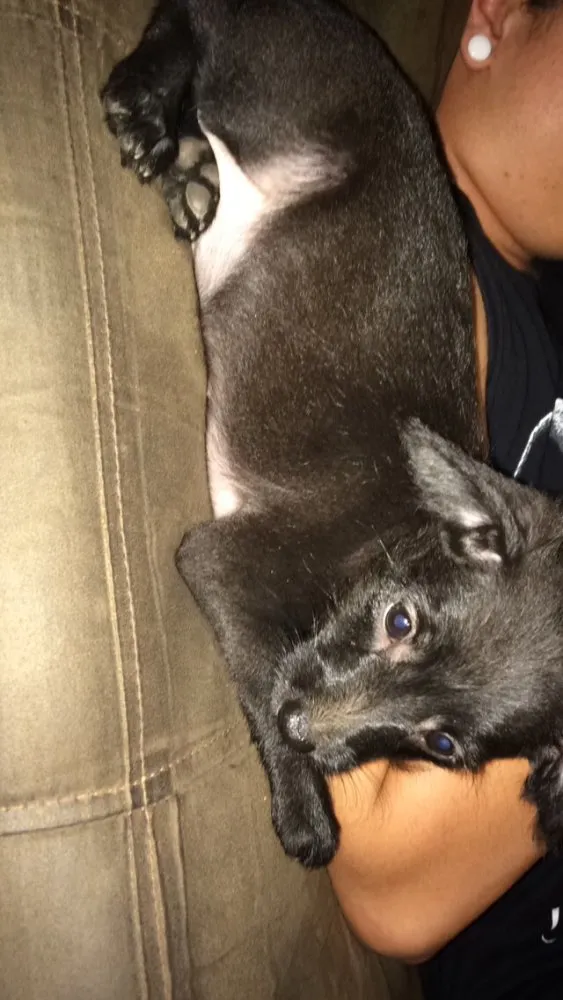 Cachorro raça Vira lata  idade 2 a 6 meses nome ---