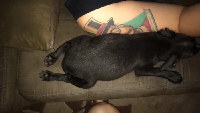 Cachorro raça Vira lata  idade 2 a 6 meses nome ---