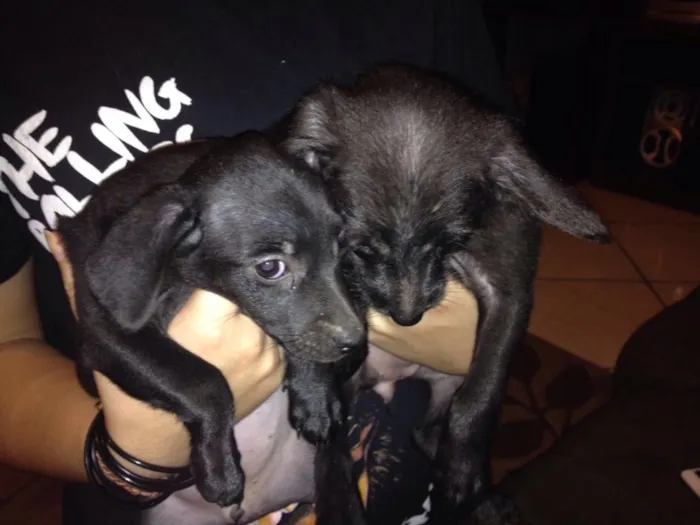 Cachorro raça Vira lata  idade 2 a 6 meses nome ---