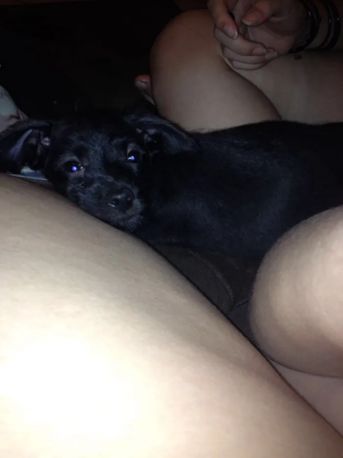 Cachorro raça Vira lata  idade 2 a 6 meses nome ---